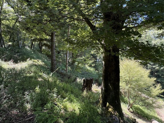 【外観】 | 東急天城高原別荘地　売地