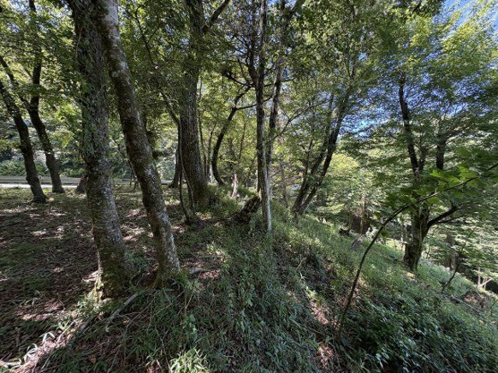 【外観】 | 東急天城高原別荘地　売地