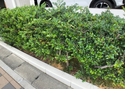 【庭】 | クリオさがみ野六番館 | 物件によっては、入居者が個人的に使用できる専用庭がついているものもあります。また、住宅の中にある土間の部分を庭と呼ぶこともあります。庭の用途は住む人によって変わり、それによってデザインもさまざまです。