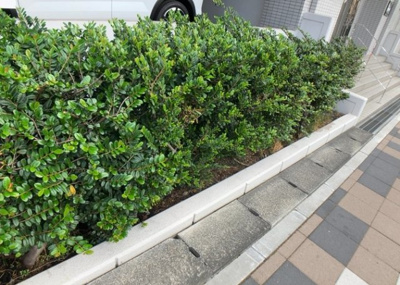 【中庭】 | クリオさがみ野六番館 | 中庭（パティオ）とは、一つの建築物の内部に設けられた、壁などで囲われている庭のことを指します。コの字型、ロの字型が主流ですが、L字型の中庭もあります。最近では、インテリア性の高さからも人気があります。