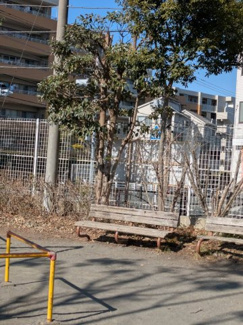 【周辺】 | 【蟹ヶ谷槍ヶ崎公園】春になると桜が満開