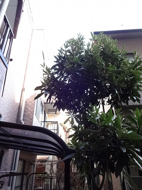 グレイス旗の台の展望