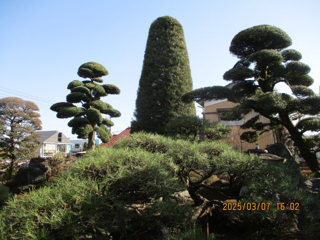 藤岡市藤岡字城屋敷の庭