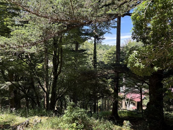 【外観】 | 東急天城高原別荘地　売地