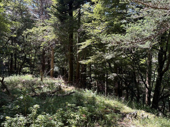 【外観】 | 東急天城高原別荘地　売地