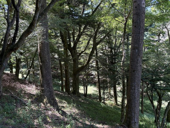 【外観】 | 東急天城高原別荘地　売地