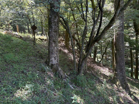 【外観】 | 東急天城高原別荘地　売地