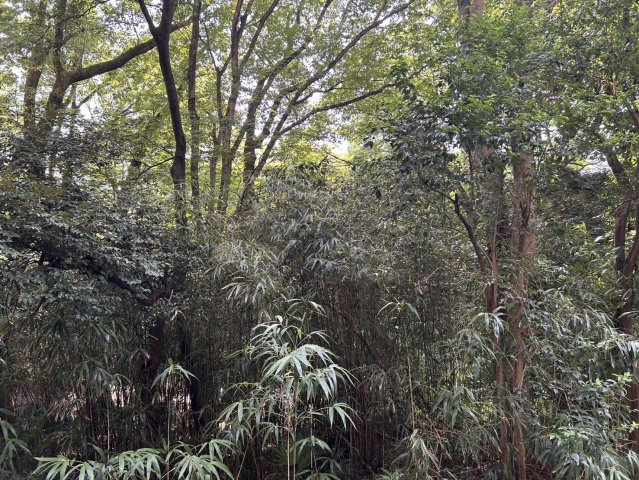 ナビウス六義園の展望