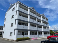 ロイヤル花水木の画像