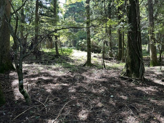 【外観】 | 東急天城高原別荘地　売地