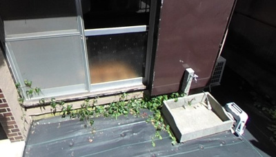 【庭】 | 中田北貸家