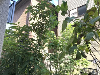 【展望】 | ジェノヴィア蕨