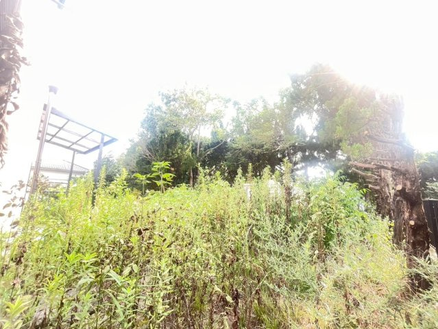 中古住宅　成東の庭