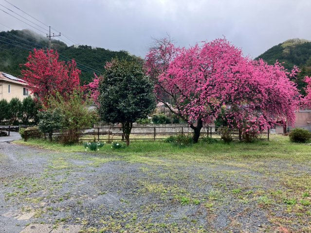 桐生市梅田町2丁目古民家の庭