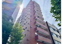 ルーブルかな杉の画像