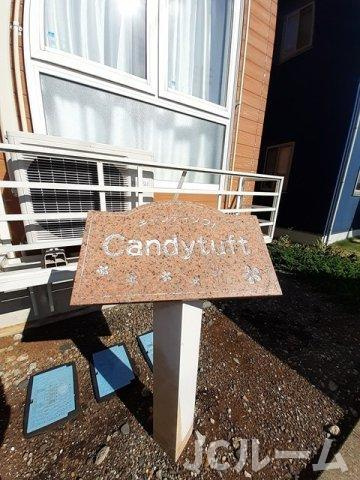 キャンディタフトのその他