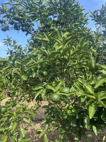 富戸　土地のその他|みかんや柿などの果樹が植えられています