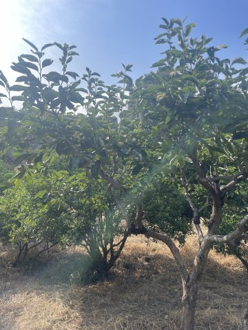 富戸　土地のその他|みかんや柿などの果樹が植えられています