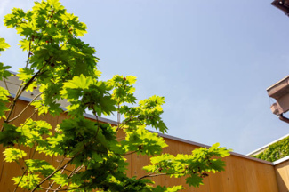 【庭】 | 等持院南町貸家