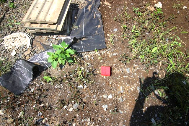 下野市小金井の外観|敷地内南側境界