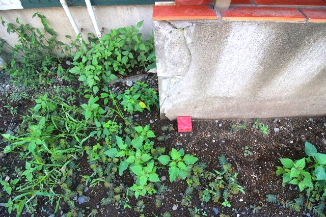 下野市小金井の外観|敷地内東側境界