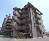 パールグレイスの画像