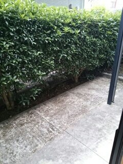 【庭】 | ニューシティ中川