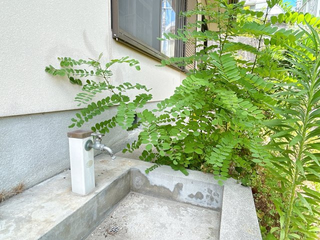 錦見8丁目売家の庭