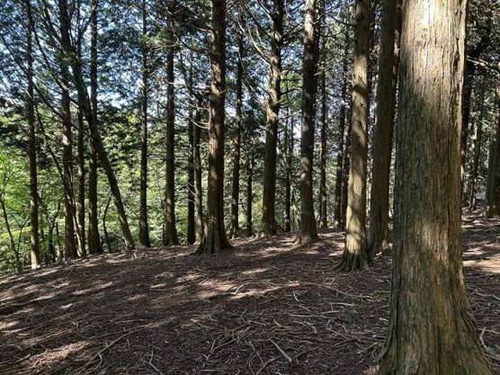 【外観】 | 東急天城高原別荘地　売地