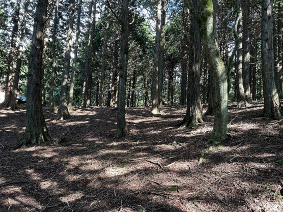 【外観】 | 東急天城高原別荘地　売地