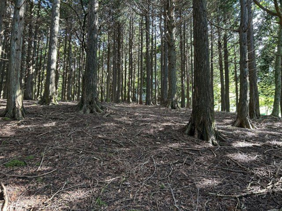 【外観】 | 東急天城高原別荘地　売地