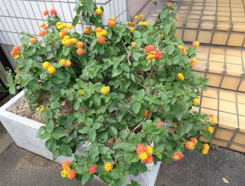 ファミーユ船橋の庭