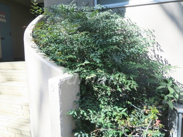 第二若木コーポのその他|かわいい緑もあります☆