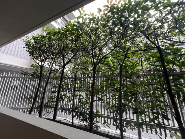 日ノ出町は、グルメの街【ミオカステーロ横濱野毛山公園】の展望