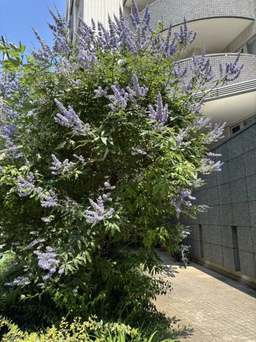 アトラスヒルズ文京白山の外観