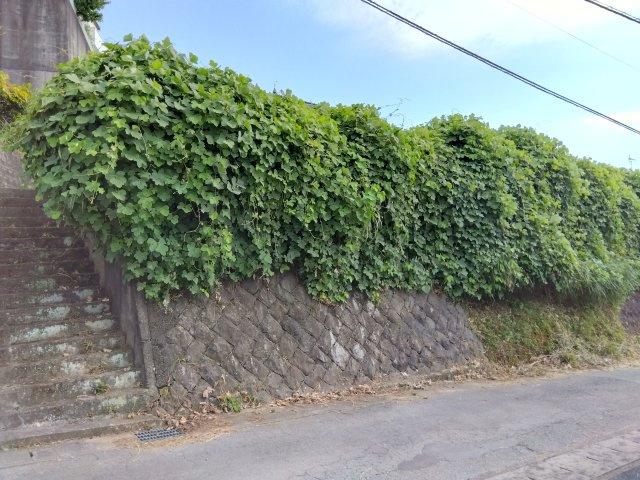 売土地　三島市谷田の前面道路含む現地写真|敷地が約60坪と広々としています。自由な間取りでお家が建てられます。駐車場を広く取る事も可能です。