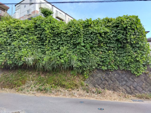 売土地　三島市谷田の前面道路含む現地写真|閑静な住宅地に位置しています。車通りが少なく騒音も気にならない穏やかな環境です。