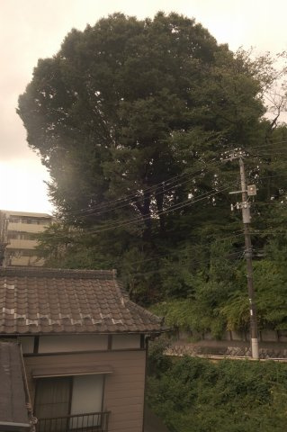 アルファウエストの展望