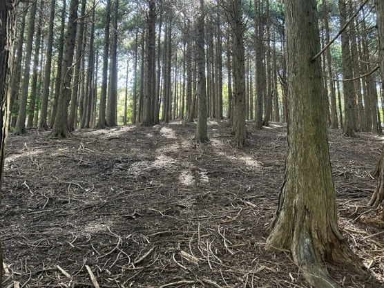 【外観】 | 東急天城高原別荘地　売地