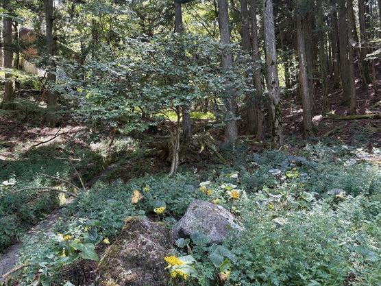 【外観】 | 東急天城高原別荘地　売地