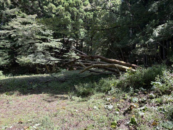 【外観】 | 東急天城高原別荘地　売地