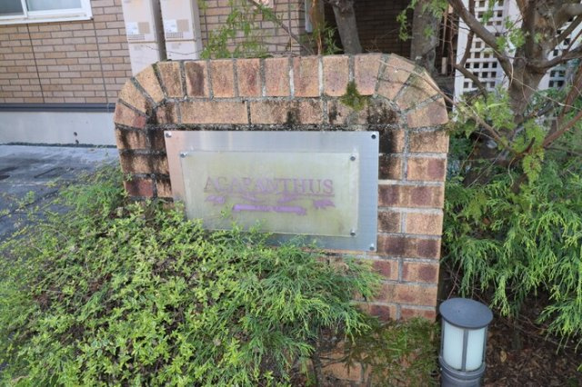 アガパンサスの庭