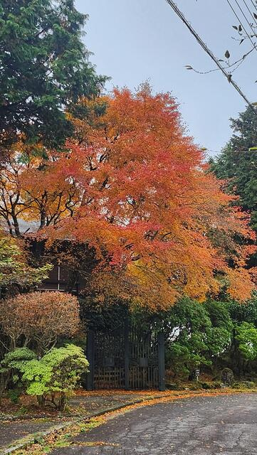 東急天城高原別荘地の前面道路含む現地写真