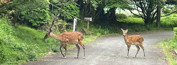 東急天城高原別荘地の周辺|野生の鹿がいます