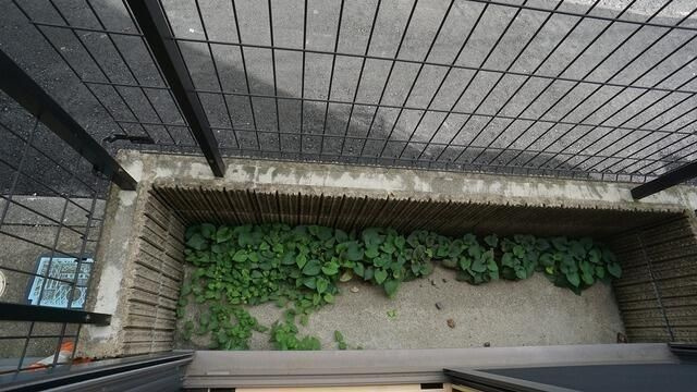 パインクレスト中台のバルコニー