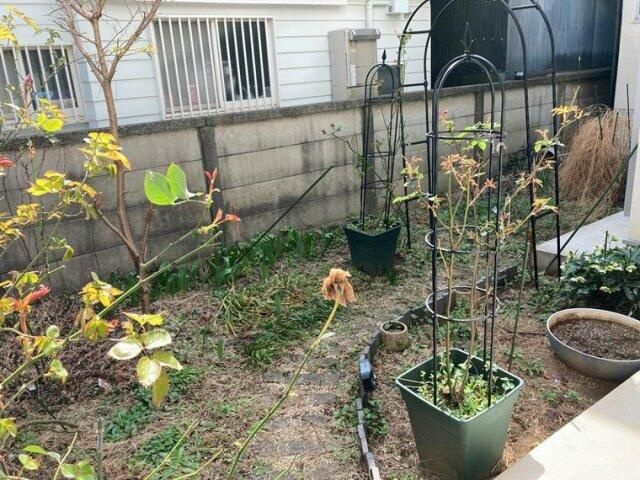 西大泉戸建の庭