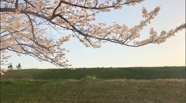 レックス市川リバーサイドコートの展望