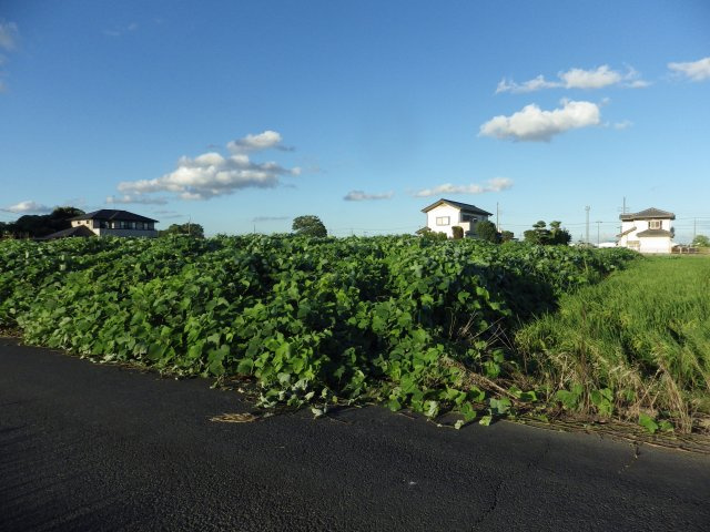 越谷市大字西新井農地