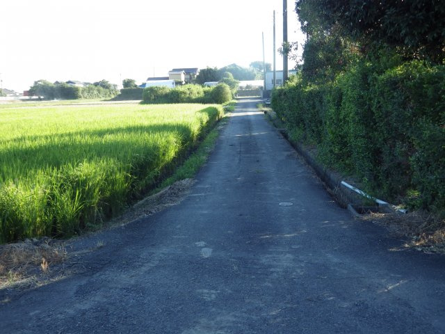 春日部　農地の外観