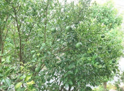 【庭】 | 西千葉戸建貸家